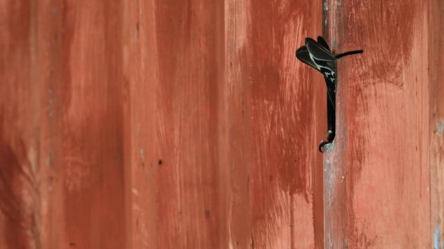 Star fliegt Nistplatz in altem Container an und wieder heraus // Starling flies into nesting place in old container and out again (Sturnus vulgaris)