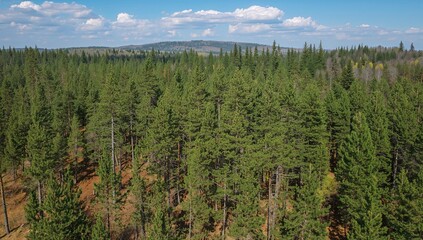 Springtime aerial perspective of a pine forest captured by drone.