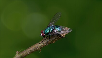 A stunning iridescent fly with vibrant blue wings perched gracefully on a branch against a lush green backdrop, showcasing striking color contrast