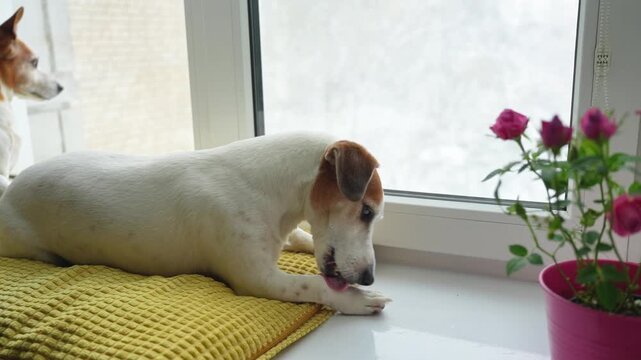 A sweet Jack Russell Terrier grooming itself while, morning ritual in the windowsill basking in the morning sun. 