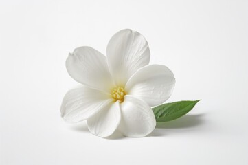 Obraz premium White gardenia in full bloom on a pale backdrop