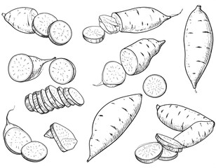 Hand-drawn illustrations of sweet potatoes, whole and sliced