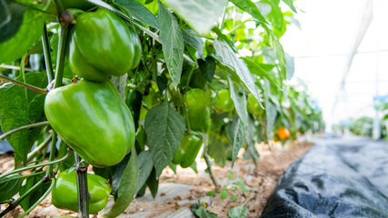 Green bell peppers growing in a field