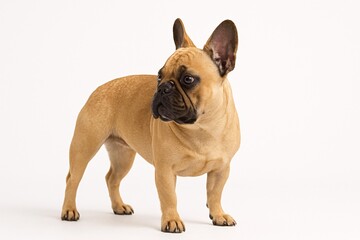 Obraz premium Charming French Bulldog Standing on White Background, Alert and Curious