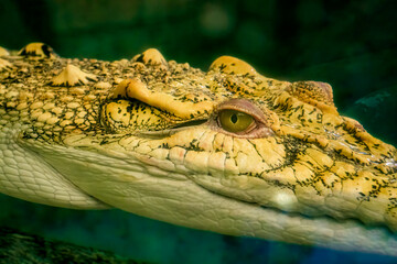 Crocodile up close