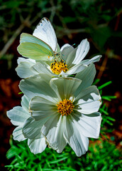 A Great Southern White butterfly feeds on white flowers in spring