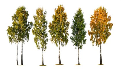 Fototapeta premium Five birch trees display autumn colors on a white background, showcasing seasonal changes