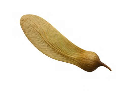 Dried maple samara helicopter seed showing intricate wing details isolated on transparent background