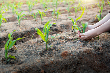 Woman hands planting young corn seedlings in field