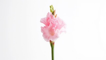 Fototapeta premium Single pink gladiolus bloom against a white backdrop