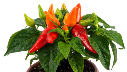 Chili plant in pot showcasing vibrant red, orange, and green peppers amidst lush, verdant leaves on a dark background