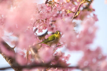 Japanese White-eye Bird Perched Among Cherry Blossoms in Spring, Zosterops japonicus in Full Bloom Sakura Tree, Beautiful Nature and Wildlife Photography in Japan