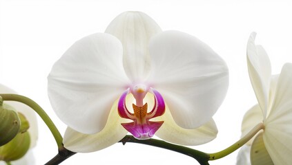Close-up of a single orchid bloom against a white backdrop