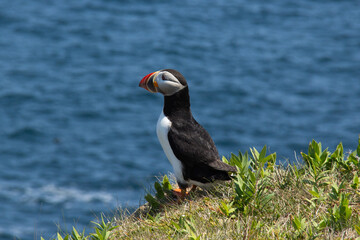 Atlantic Puffin on rocky cliff by blue ocean
