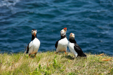Atlantic Puffin on rocky cliff by blue ocean