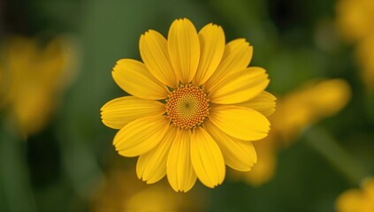 Obraz premium Close-up shot of a vibrant yellow blossom from above, showcasing nature's charm in spring and summer
