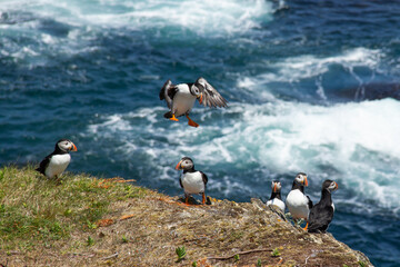 Atlantic Puffin on rocky cliff by blue ocean