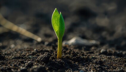 Freshly found juvenile plant showcasing sharp features and shallow focus