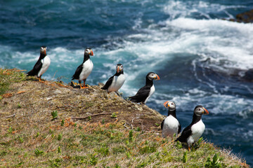 Atlantic Puffin on rocky cliff by blue ocean