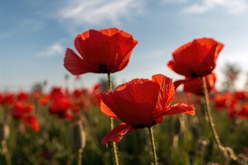 Obraz premium Close-up of crimson poppies bathed in early sunlight
