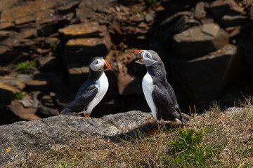 Atlantic Puffin on rocky cliff by blue ocean