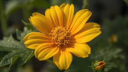 Obraz premium Close-up of a vibrant yellow pumpkin blossom covered in pollen in a city garden.