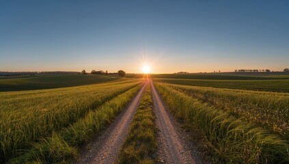 Sunrise over rural wheat fields along a countryside path