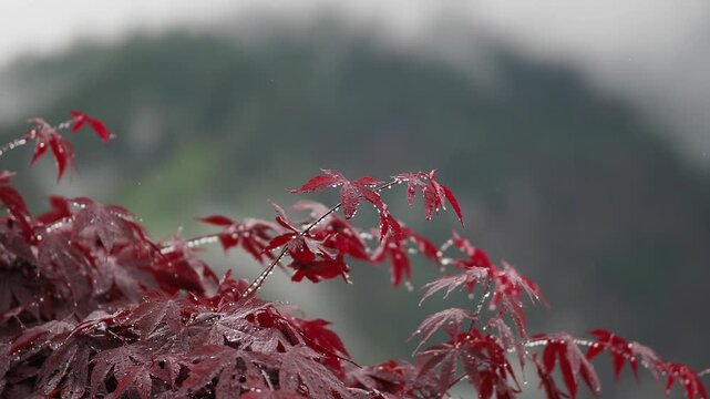 maple leaves and rain in South Tyrol