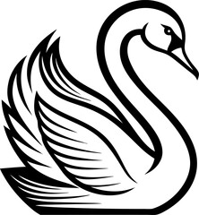 black and white swan