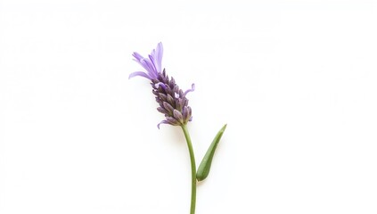 Naklejka premium Single sprig of lavender flower against a white backdrop