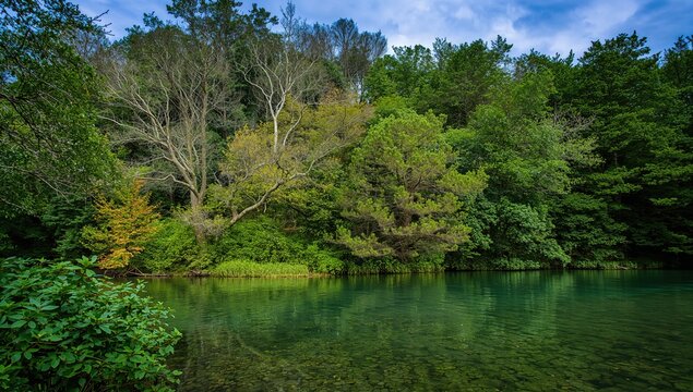 During spring journeys, I seek peace within the dense forest's tall trees and vivid leaves, surrounded by serene natural beauty.