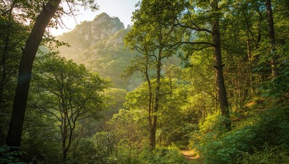 Obraz premium Dense woodland amidst highlands