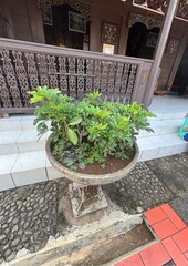 Vibrant green plant in a rustic stone pot, gracefully complementing the traditional wooden architecture 