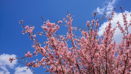 Tree branches adorned with pink peach flowers against a clear blue sky