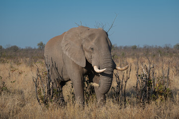 A lone African elephant bull passing through the very dry Mopani scrubland