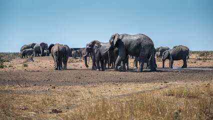 African elephant herd gathering at an artificial water hole to get relief from the midday heat. 
