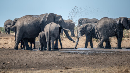African elephant family playing with the water as they drink and splash themselves © robbyh