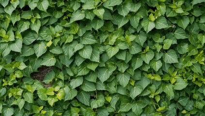 Fototapeta premium Vibrant green foliage of climbing Rhaphidophora species sprawling across a weathered concrete surface.