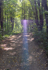 A path network in the natural environment of a forest area in nature