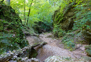 A path network in the natural environment of a forest area in nature