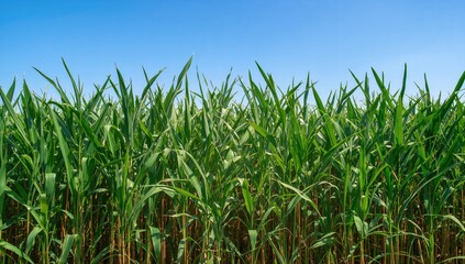 Obraz premium Sugarcane plantation under clear sunny skies, ideal for bioenergy and food production.