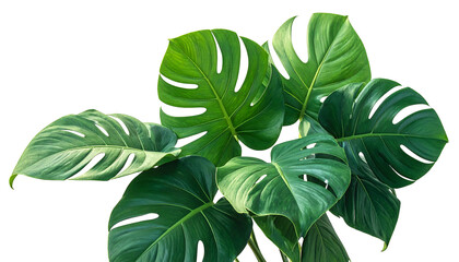 Close-up of a lush monstera plant with large, vibrant green leaves against a stark black background