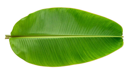 Lush green banana leaf with parallel venation on a black background, cutout for graphic usage