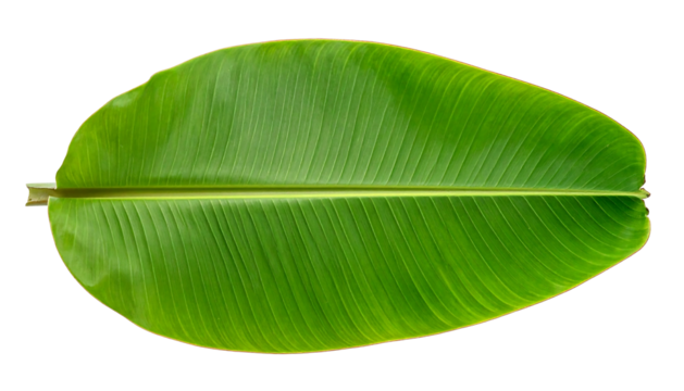 Lush green banana leaf with parallel venation on a black background, cutout for graphic usage