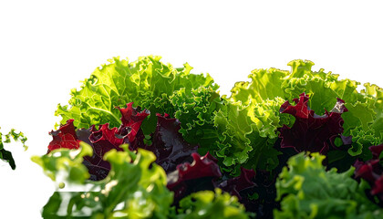 Close-up of crisp green and red leafy lettuce against a contrasting dark background