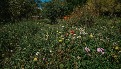 Wildflowers Blooming Abundantly in the Park