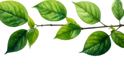 Lush green leaves sprout from a slim branch on a dark background, showcasing nature's vibrant beauty