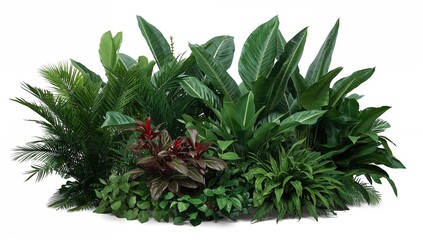 Lush garden greenery featuring diverse tropical shrubs and leafy plants isolated on a white backdrop