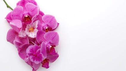 Creative arrangement of orchid blossoms on white backdrop. Pink floral composition for festive theme. Top-down flat layout.