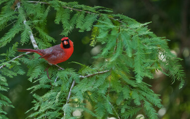 Cardinal on cypress tree leaves